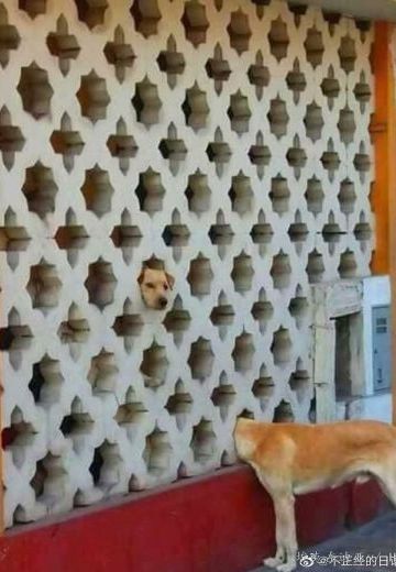 尝试把吉野绚花的内裤给魅魔穿