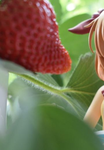 请问您今天要来点草莓吗