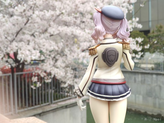 家乡の撒库拉🌸开了