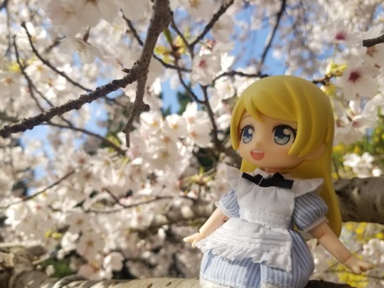 爱丽丝❤白兔 樱花🌸