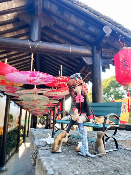 群英荟萃？猫咪开会！