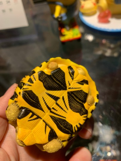 辐射龟 好可爱。心宽体胖系列里最可爱最圆润的就是你了