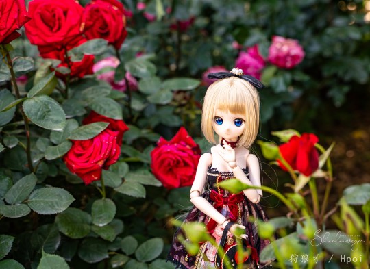 《薔薇 ♥ 遊姫》