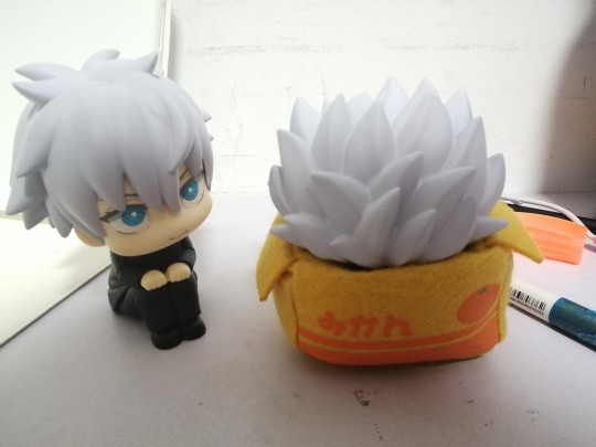 五条老师我不是迫害你，但是眼罩头真的很适合当多肉养活！