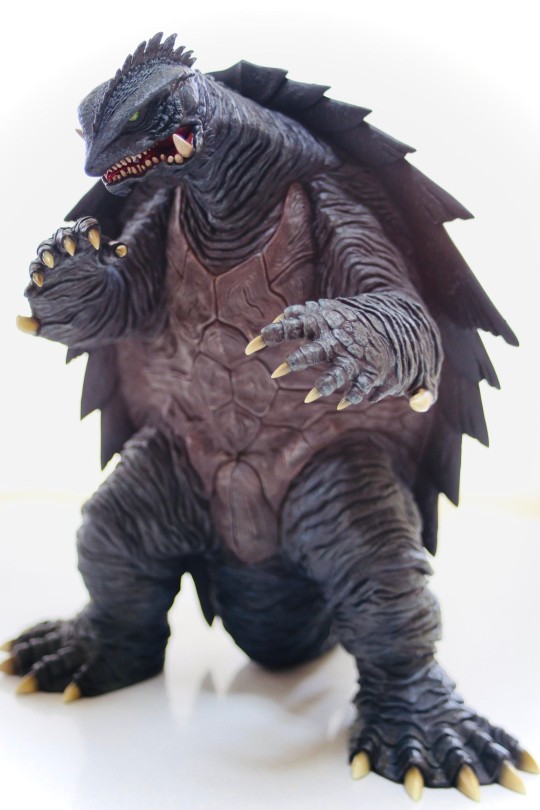 30cm大乌龟出货啦