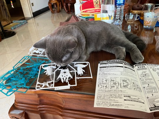 偷胶龙渣拼渣拍