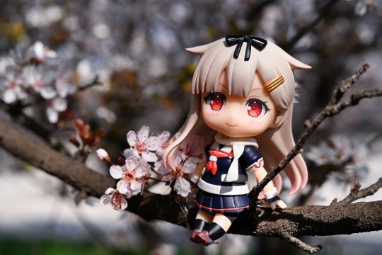 提督，来赏花吧poi！