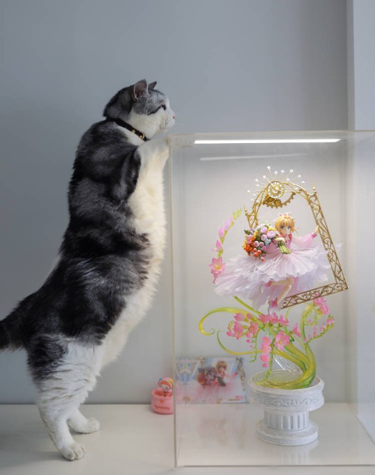 30周年小樱返图