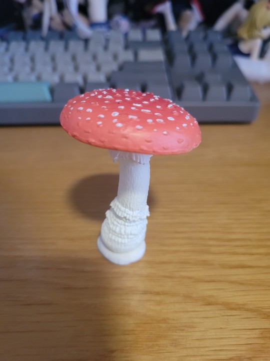 我终于收到毒蝇鹅膏菌了哈哈哈！