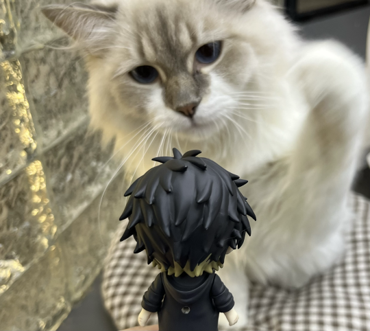 之前和朋友去猫咖