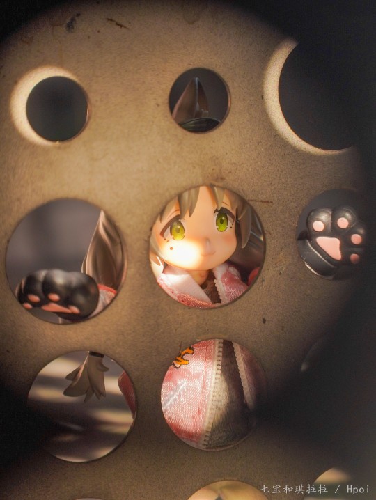 好奇猫猫的日常