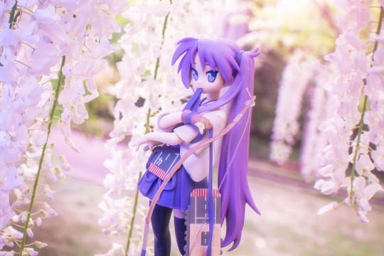 没紫藤了拍白藤吧