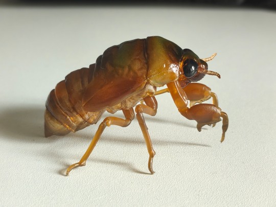 万代 生物大图鉴advance 斑透翅蝉/鸣鸣蝉 若虫 拼装模型 网限版 蝉01