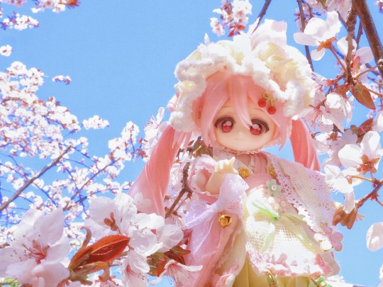 来和樱miku一起赏花吧～