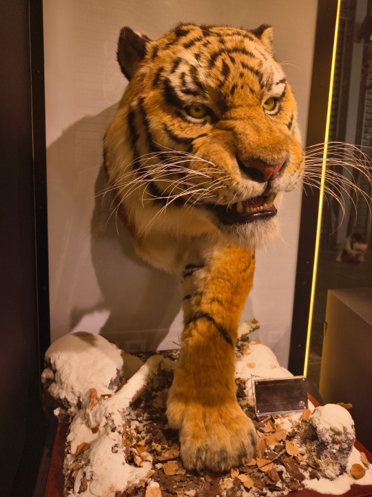 【展品】开天工作室 东北虎 1/1博物馆级复制品