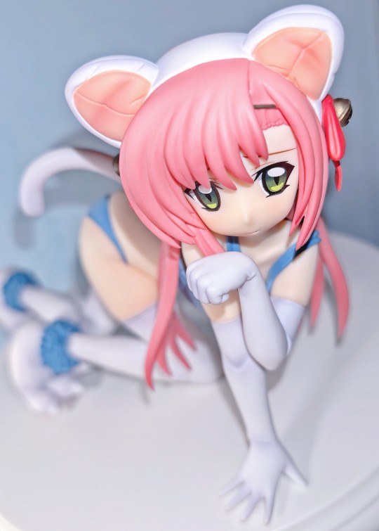 桂雏菊猫猫💙🤍💖