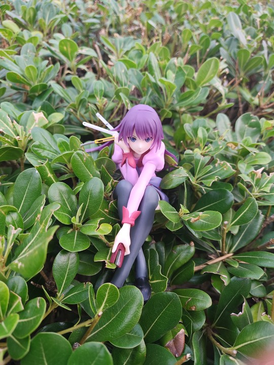 物语系列 可爱桌摆人偶 战场原黑仪   到货水