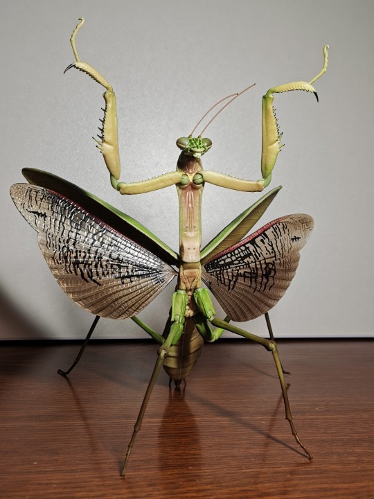 生物大图鉴 枯叶大刀螳 网限版