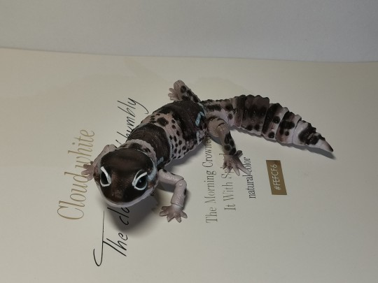 万代 生物大图鉴 奥利奥 守宫