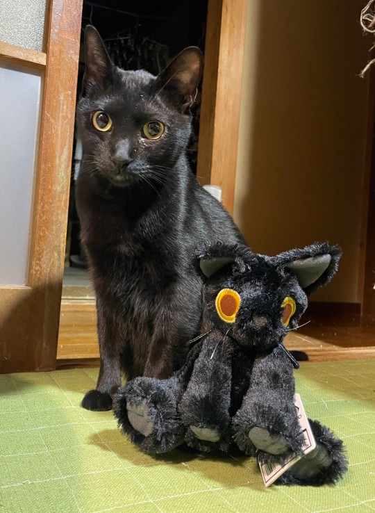 【大货】太东 死亡搁浅2 毛绒开罗尔生物 (猫) 返图搬运