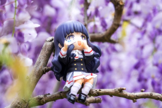 知世和紫藤花