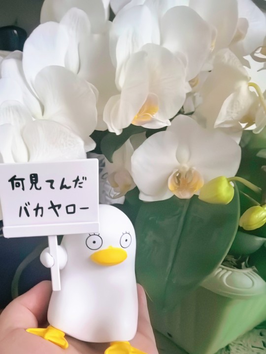 可爱傻白~