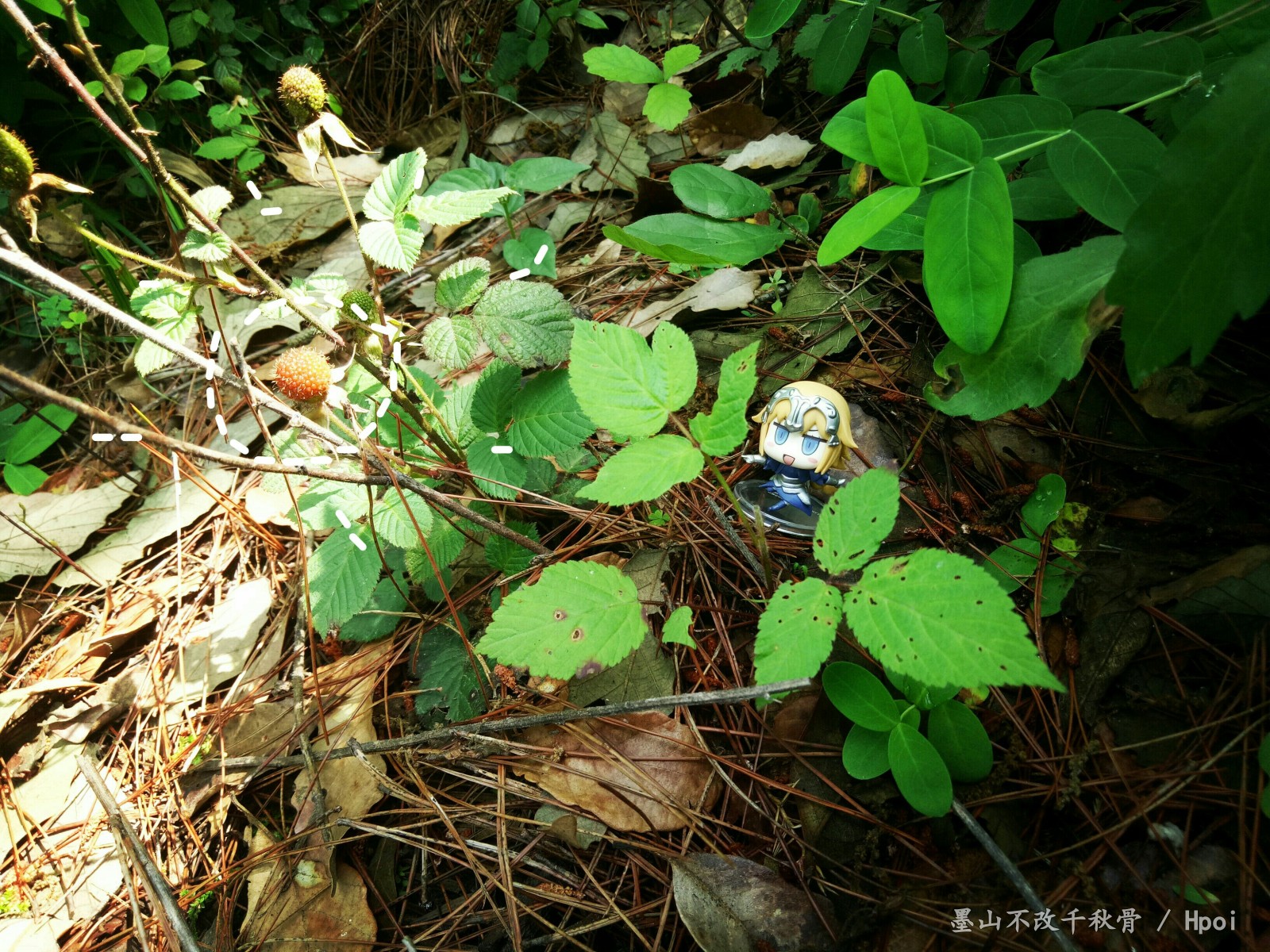 ww带贞德出去玩了