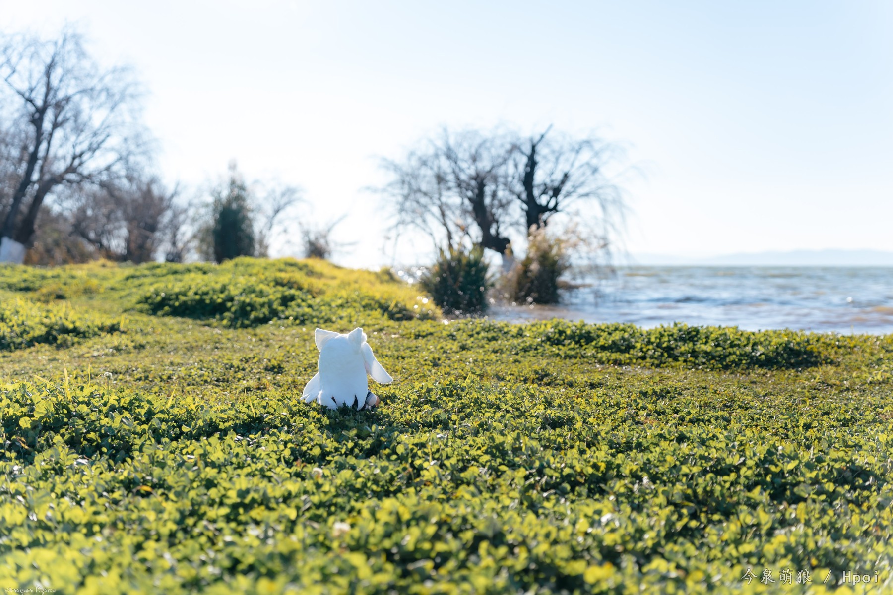 狼与香辛料/狼与羊皮纸 赫萝Fumo 缪莉Fumo