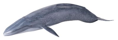 [Mega Sofubi Advance] MSA-04 蓝鲸