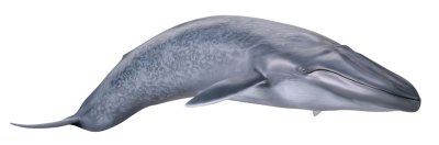 [Mega Sofubi Advance] MSA-04 蓝鲸