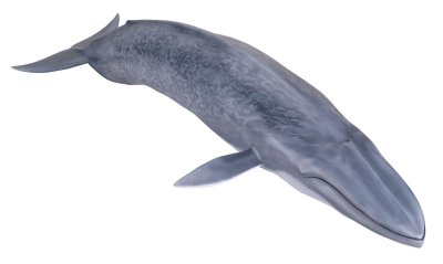 [Mega Sofubi Advance] MSA-04 蓝鲸