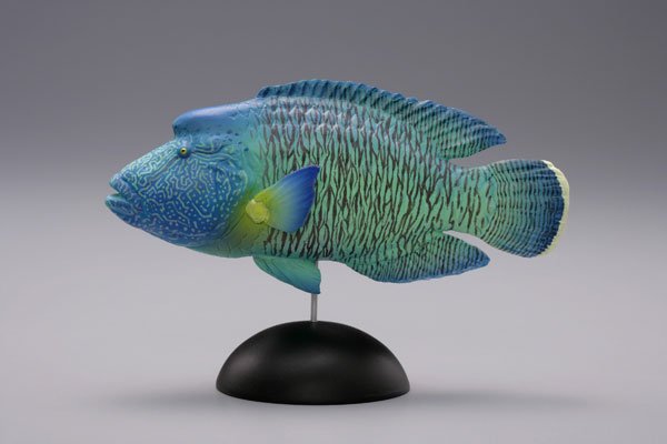 【水上精灵】海洋生物系列Vol.1眼镜鱼（拿破仑鱼）【#1-003】