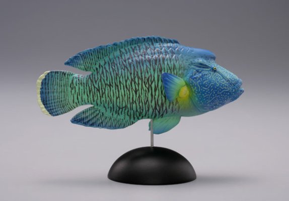 【水上精灵】海洋生物系列Vol.1眼镜鱼（拿破仑鱼）【#1-003】