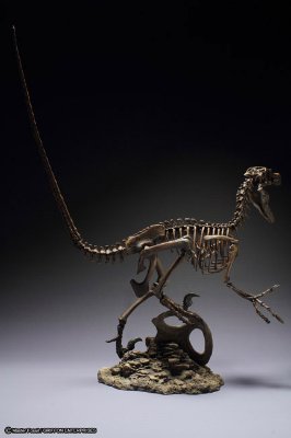 Master Fossil ヴェロキラプトル