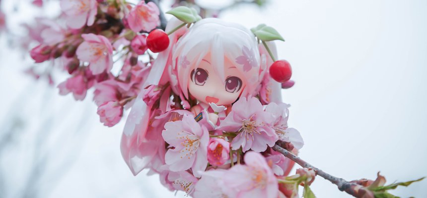 粘土人 #274 樱初音 樱未来