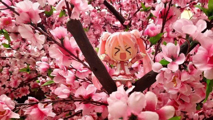 粘土人#500 樱花未来 在日本盛开