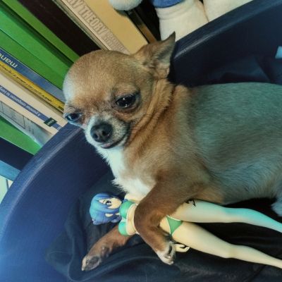 妖尾 茱比亚・洛克沙 水着 限定Ver. 