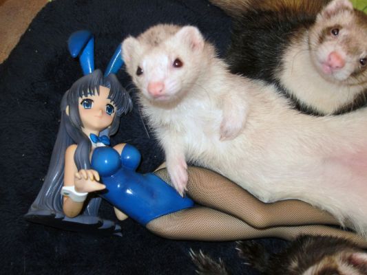 朝仓凉子 兔女郎Ver.