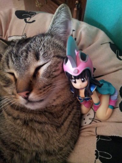 スカルチャーズ 龙珠 チチ