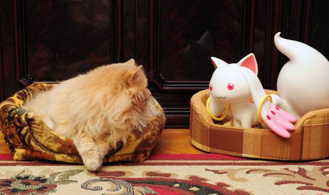 魔法少女小圆 	丘比