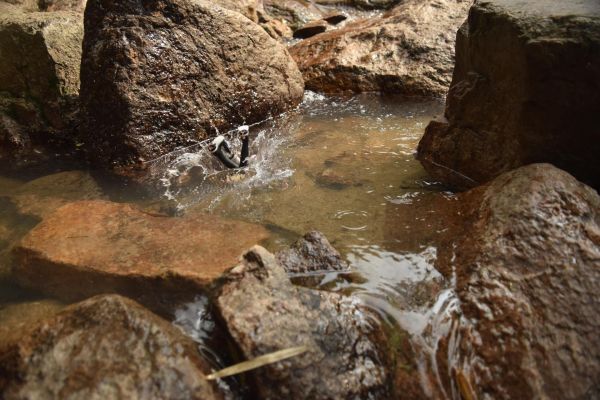 村田蓮爾PSEコレクション PSE PRODUCTS 002“クリス” 通常版