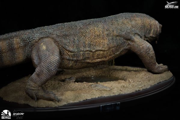 博物系列 科莫多巨蜥