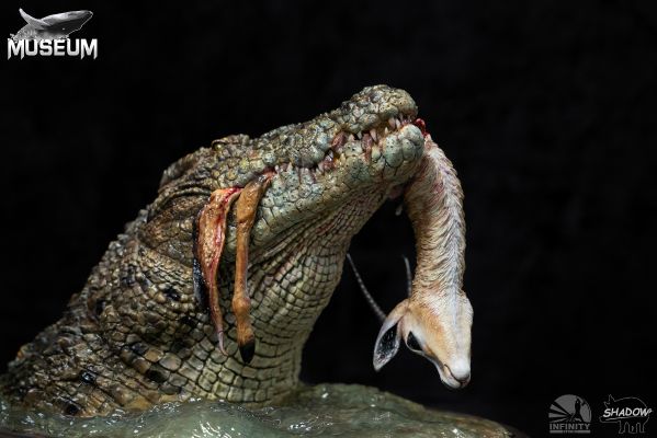 博物系列 尼罗鳄捕食汤氏瞪羚