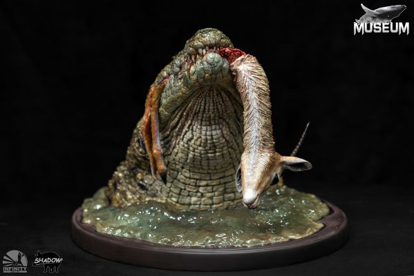 博物系列 尼罗鳄捕食汤氏瞪羚