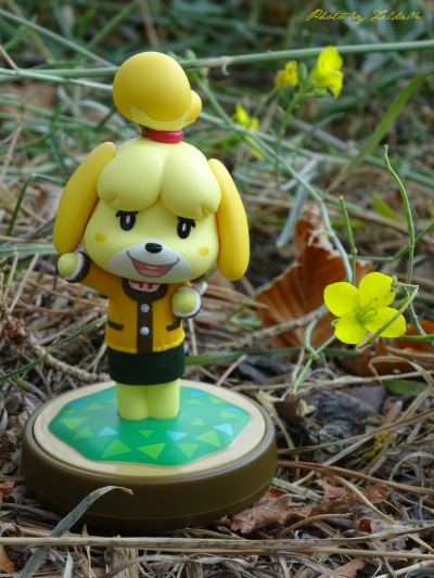 amiibo 动物之森系列  动物之森 西施惠 冬服