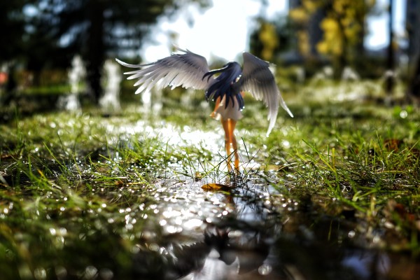 Urara迷路帖 千矢