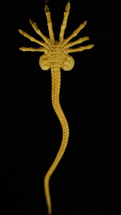 figma#SP-108 异形 竹谷隆之版