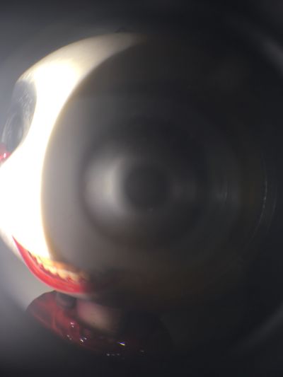 随身玩伴 Siren多罗猫