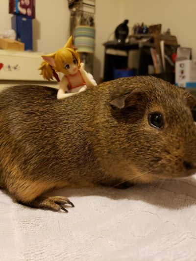 压泡面手办 剧场版 	刀剑神域：序列之争 西莉卡