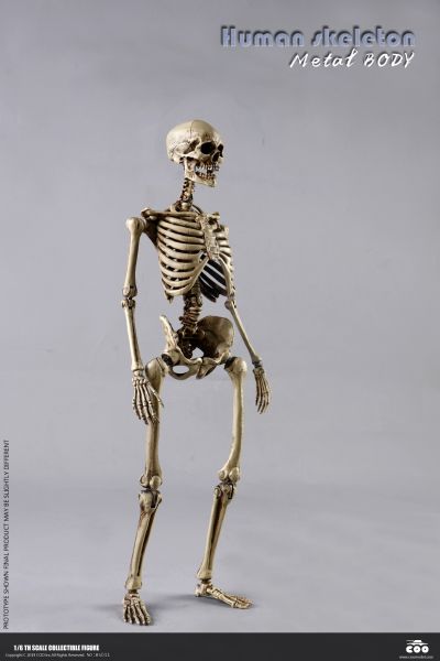 BS011 1/6 骷髅 高可动素体（全金属合金材质）